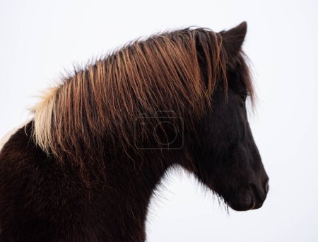 Foto de Hermoso caballo islandés mirando hacia otro lado - Imagen libre de derechos