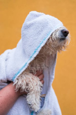 Téléchargez les photos : Serviette blanche sur un petit chien à fourrure sur fond jaune - en image libre de droit