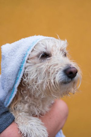 Photo for White towel on a little furry dog on yellow background - Royalty Free Image