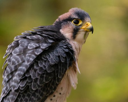 Téléchargez les photos : Portrait d'un faucon bannière - en image libre de droit