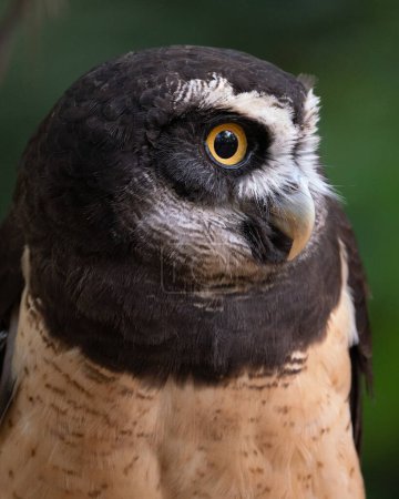 Photo for A portrait of a Spectacled Owl - Royalty Free Image