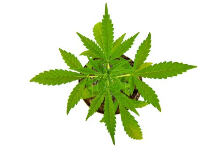 Téléchargez les photos : Green marijuana leaf isolated white background - en image libre de droit