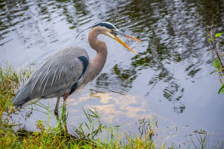 Photo for A Great Blue Heron in Everglades National Park, Florida - Royalty Free Image