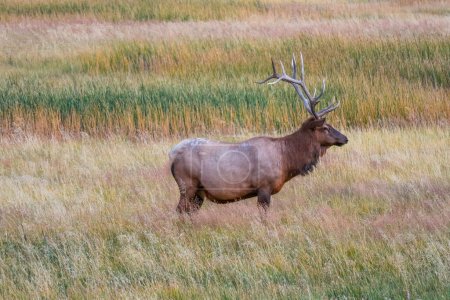 Photo for A Bull Elk in Yellowstone National Park, Wyoming - Royalty Free Image