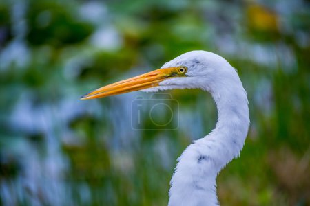 Photo for A Great White Egret in Everglades National Park, Florida - Royalty Free Image