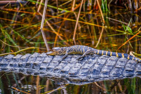 Téléchargez les photos : Un grand alligator américain avec sa progéniture à Miami, Floride - en image libre de droit