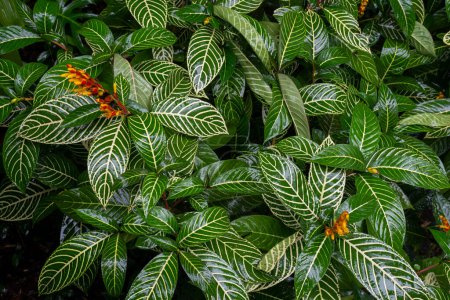 Foto de Hermosas plantas de jardín verde detalle en el jardín de la selva tropical - Imagen libre de derechos