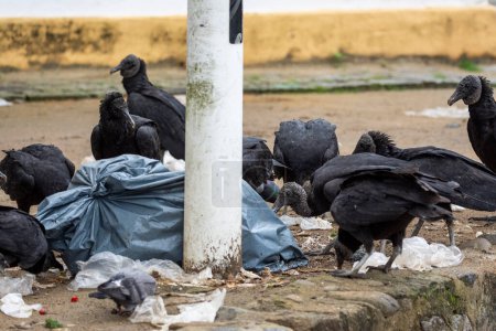 Foto de Ver al grupo de buitres negros alimentándose de basura y bolsas de plástico - Imagen libre de derechos