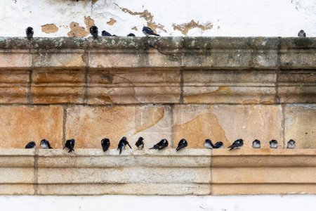 Foto de Beautiful view to swallow birds on old historic colonial church - Imagen libre de derechos