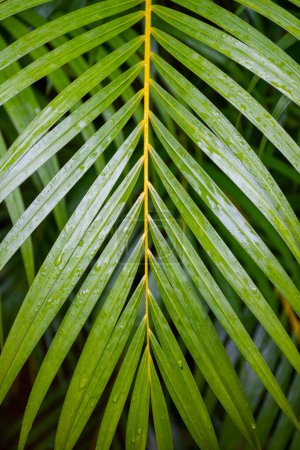 Téléchargez les photos : Belle vue sur la feuille verte humide avec des gouttes de pluie dans la forêt tropicale - en image libre de droit