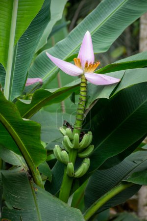 Foto de Beautiful view to green young bananas and pink flower in rainforest - Imagen libre de derechos