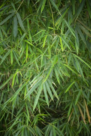 Foto de Beautiful view to green bamboo leaves in rainforest area - Imagen libre de derechos