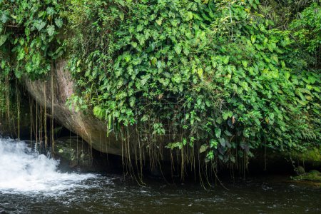 Téléchargez les photos : Beautiful view to vegetation on rock on green rainforest waterfall - en image libre de droit