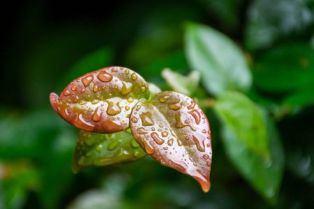 Téléchargez les photos : Beautiful view to wet green and red leaves with raindrops - en image libre de droit