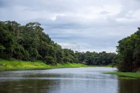 Foto de Hermosa vista al gran río y la selva amazónica verde, estado de Amazonas, Brasil - Imagen libre de derechos