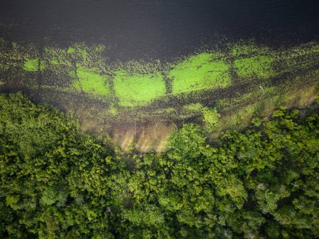 Photo for Beautiful aerial top down drone view to large river and green rainforest in the Brazilian Amazon - Royalty Free Image