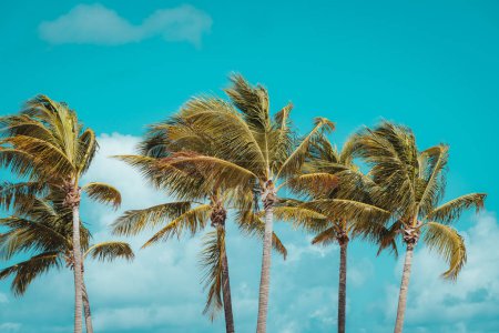 Photo for Palm trees on the beach vacation miami - Royalty Free Image
