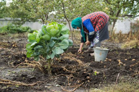 Téléchargez les photos : Vieille femme récolte des pommes de terre jaunes et du chou dans le jardin - en image libre de droit