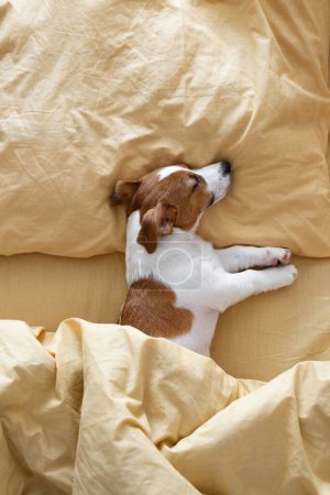 Foto de Lindo perro cachorro Jack Russell Terrier duerme en una cama amarilla - Imagen libre de derechos