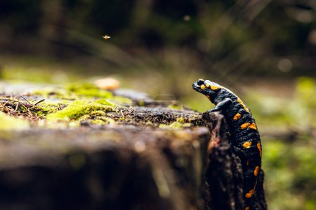 Téléchargez les photos : Salamandre à l'état sauvage avec un insecte. - en image libre de droit
