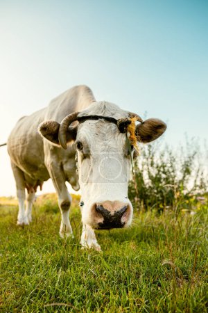 Foto de Una vaca pastando libremente en el prado. Caminar gratis - Imagen libre de derechos