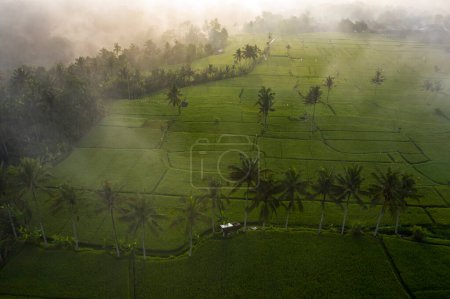 Photo for Aerial landscape of rice paddy in Tampaksiring near Ubud in Bali - Royalty Free Image