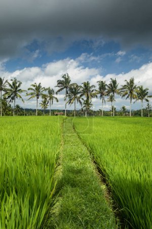 Photo for Rice paddy fields in Ubud Bali Indonesia - Royalty Free Image