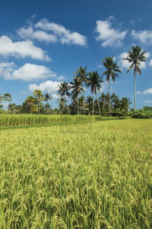 Téléchargez les photos : Rice paddy fields in Ubud Bali Indonesia - en image libre de droit