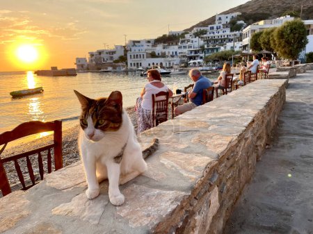 Photo for A cat sits on a stone wall at sunset in  Xilokeratidi village - Royalty Free Image