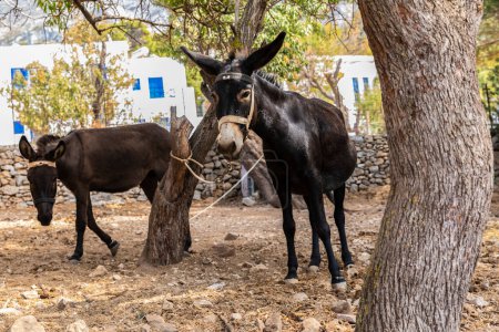 Foto de Dos burros junto a un muro de piedra y árboles en un pueblo griego - Imagen libre de derechos