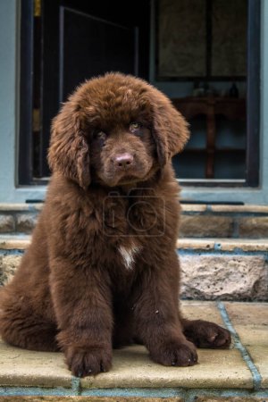Foto de Portrait shoot with a puppy Newfoundland dog - Imagen libre de derechos