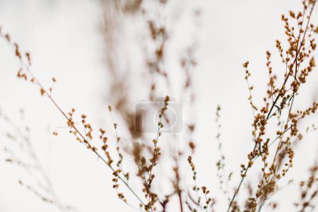 Foto de Hermoso paisaje color invierno foto de plantas en la nieve. - Imagen libre de derechos