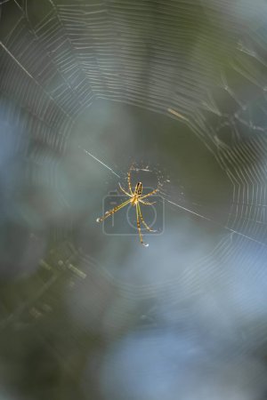 Photo for Yellow Spider with a cobweb - Royalty Free Image