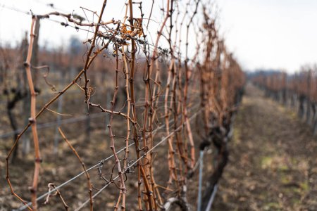 Photo for Winter Mukhrani's vineyard in Georgia - Royalty Free Image