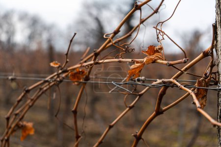 Téléchargez les photos : Hiver Le vignoble de Moukhrani en Géorgie - en image libre de droit