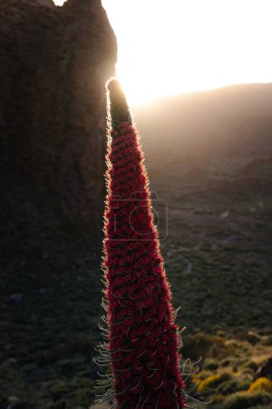 Photo for Tajinaste flower in Teide National Park at sunset - Royalty Free Image