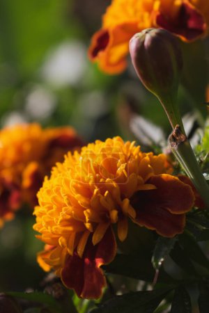 Photo for Close-up of orange marigolds against sunlight. - Royalty Free Image