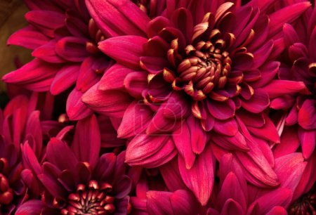 Foto de Burgundy chrysanthemum flowers close up - Imagen libre de derechos