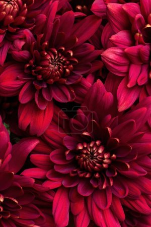 Photo for Burgundy chrysanthemum flowers close up - Royalty Free Image
