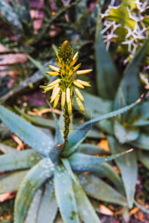 Téléchargez les photos : Flowering plant in a botanical garden - en image libre de droit