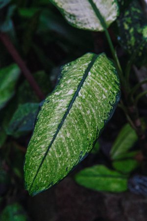 Téléchargez les photos : Feuilles vertes dans le jardin botanique - en image libre de droit