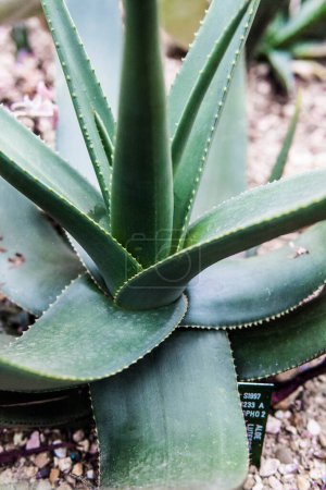 Téléchargez les photos : Aloe vera plante dans un jardin botanique - en image libre de droit
