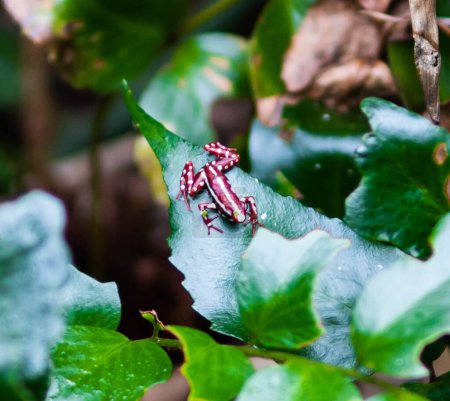 Téléchargez les photos : Grenouille rouge avec des taches blanches perchées sur les feuilles vertes - en image libre de droit