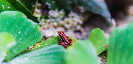 Photo for Red frog with white spots perched on green leaves - Royalty Free Image