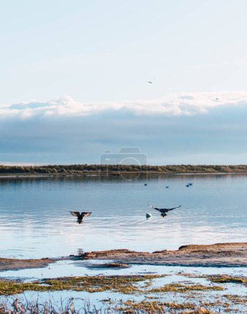 Foto de Dos gaviotas volando hacia el agua de la playa - Imagen libre de derechos
