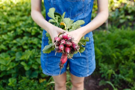 Foto de Young woman holds a bunch of fresh radishes to herself on a farm - Imagen libre de derechos