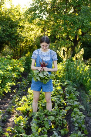 Foto de Young woman harvests fresh red beets that she has grown on her farm - Imagen libre de derechos