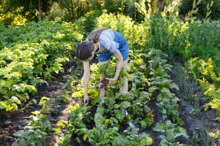 Foto de Joven cosecha remolacha roja fresca que ha crecido en su granja - Imagen libre de derechos