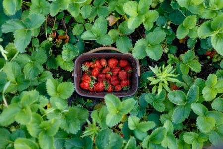 Foto de Una canasta de fresas rojas maduras en una granja de frutas - Imagen libre de derechos