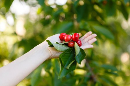 Photo for Woman picks ripe and red cherries from a tree - Royalty Free Image